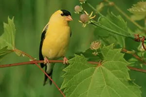 Goldfinches: American Goldfinch (Carduelis tristis)