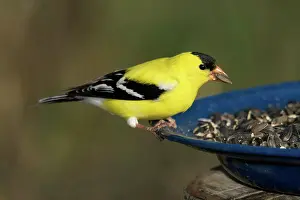 Tristis: American Goldfinch Eats Sunflower Seeds