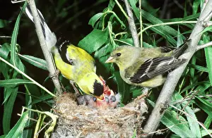 Goldfinches: American Goldfinch feeding chicks at nest