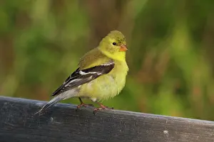 Tristis: American Goldfinch Female