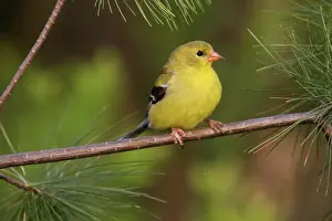 Tristis: American Goldfinch Female