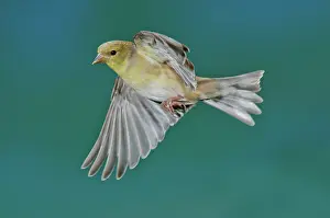 Tristis: American Goldfinch Hen in flight