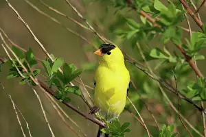 Tristis: American Goldfinch Male