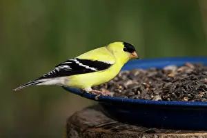 Tristis: American Goldfinch Male