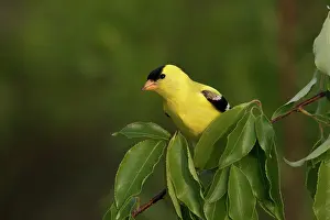 Tristis: American Goldfinch Male