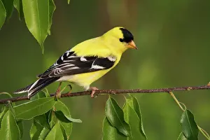 Tristis: American Goldfinch Male