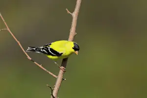 Goldfinch: American Goldfinch - male in breeding plumage