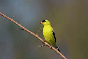 Goldfinch: American Goldfinch - male in breeding plumage