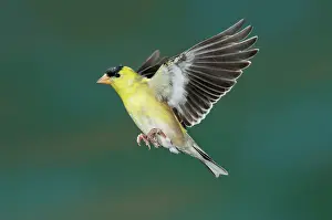 Tristis: American Goldfinch male-flying