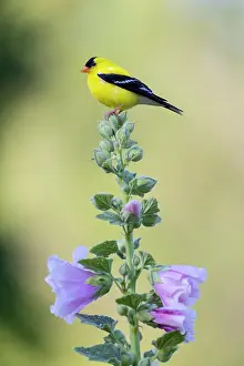 Focus: American goldfinch male on hollyhock, Marion County