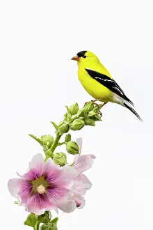 Goldfinch: American goldfinch male on hollyhock, Marion County