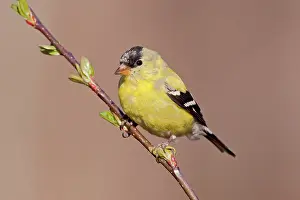Goldfinches: American Goldfinch. Male molting into spring plumage
