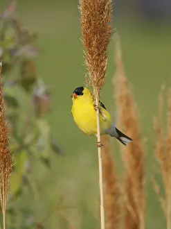 Carduelis: American Goldfinch - male Spinus tristis Ohio, USA BI036296