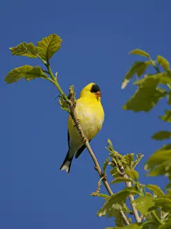 Carduelis: American Goldfinch - male Spinus tristis Ohio, USA BI036299