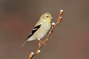Goldfinches: American Goldfinch - male in winter plumage
