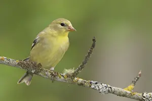 Finch: American Goldfinch (Spinus tristis) female perched on a branch