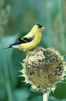 Cracking: American Goldfinch at Sunflower