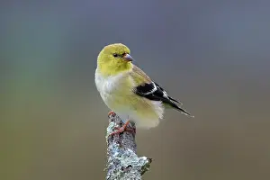 Beige: American goldfinch transitioning from winter to breeding