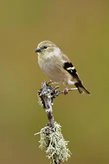Goldfinches: American Goldfinch - in winter plumage
