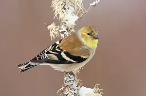 Goldfinches: American Goldfinch - in winter plumage