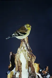 Goldfinches: American Goldfinch - in winter snow