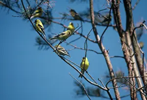 Nancy Jennings: American Goldfinches