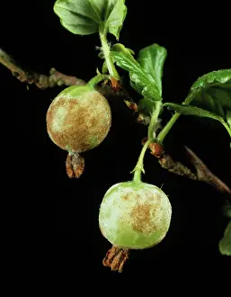 Gooseberry: American gooseberry mildew