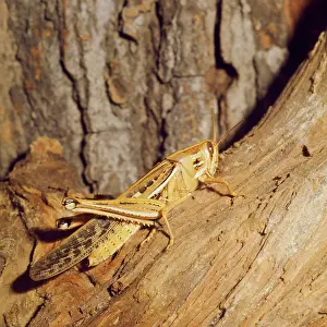 Donna Dickson: American Grasshopper