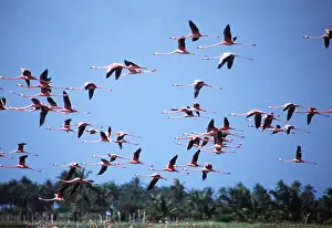 Flamingos: American Greater FLAMINGO - flock in flight