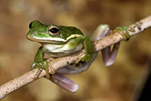 Hylidae: American Green Tree Frog