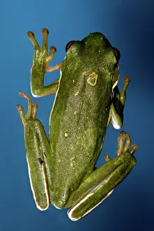 Hylidae: American Green Tree Frog