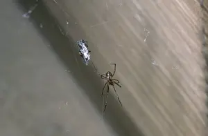 Wrapped: American House Spider