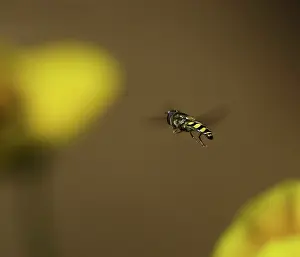 Foothills: American Hover Fly