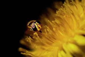 Officinale: American Hover Fly, Metasyrphus americanus