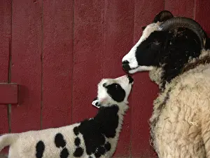Lamb: American Jacob Sheep