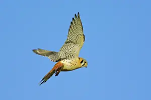 Sparverius: American Kestral - hovering while hunting