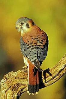 Sparverius: American Kestrel