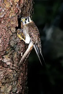 Sparverius: AMERICAN KESTREL