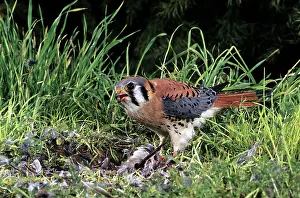 Sparverius: AMERICAN KESTREL