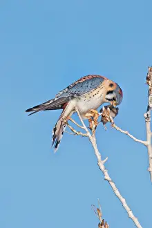 Sparverius: American Kestrel