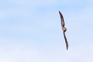 Sparverius: American Kestrel