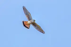 Sparverius: American Kestrel