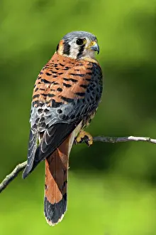Sparverius: American Kestrel