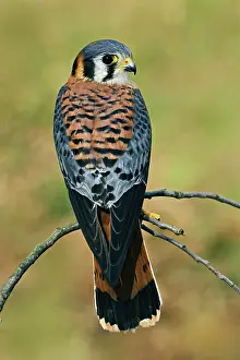 Sparverius: American Kestrel