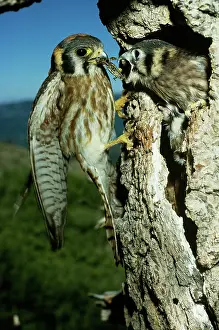 Sparverius: American Kestrel
