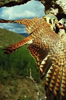 Sparrowhawk: American kestrel