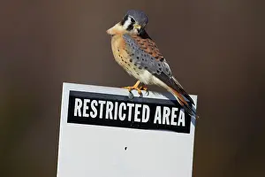 Bennett: American Kestrel