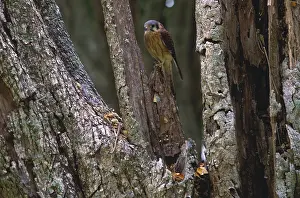 Sparverius: American Kestrel