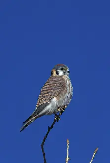 Sparverius: American Kestrel