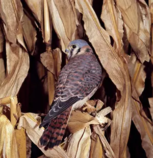 Sparverius: American Kestrel
